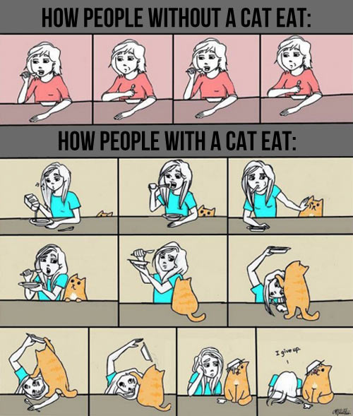 are cat people smarter than dog people