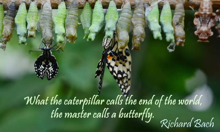 caterpillar_butterfly